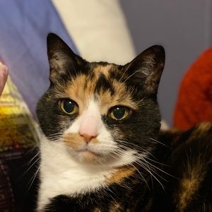 Meet your Posher, Chelsea